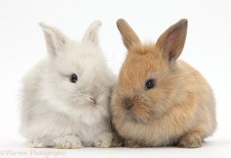 bunnies | WP36678 Two Baby Lionhead x Lop bunnies. Lop Bunnies, Suffolk Sheep, Two Bunnies, Domestic Animals, Bunny Pictures, Pet Bunny, Celebrity Portraits, Second Baby