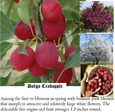 Dolgo Crab Apples - Plant and Crop Profile Dolgo Crabapple Tree, Apple Plant, Crab Apples, Companion Gardening, Winter Fruit, Crabapple Tree, Garden Shrubs, Fruit Flowers, Crab Apple