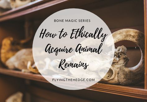 Diy Animal Bone Art, Bones Display, Repurposed Animal Bones, How To Clean Bones Animals, Bone Magic, Animal Bone Cleaning, Animal Remains, Animal Bone Art, Finding Animal Bones