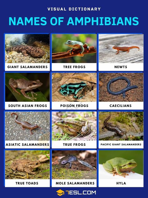 Types Of Amphibians, List Of Amphibians, Amphibians Animals Chart, Amphibians Chart, Amphibians Animals, Giant Salamander, Animals Name In English, Red Moles, Wildlife Facts