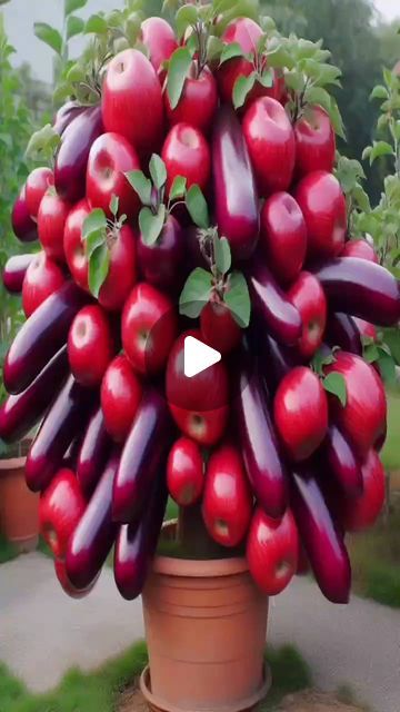 Fruits Video, Fruit Video, Tie A Tie Easy, Apple Plant, Fruit Tree Garden, Tree Garden, Garden Idea, Apple Fruit, Fruit Tree