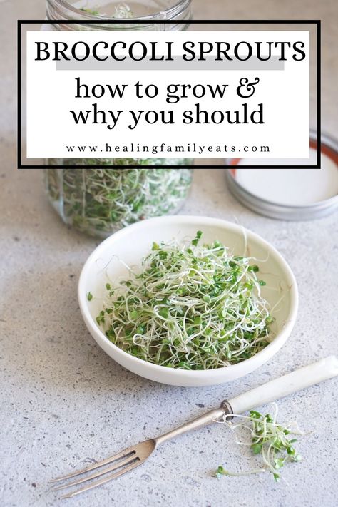 Broccoli sprouts are nutrient dense and powerful for bringing down inflammation. They're so easy to grow so if you’re interested in harvesting your own, I’m going to show you how. Broccoli Sprouts Growing, How To Grow Broccoli, Grow Broccoli, Microgreens Recipe, Growing Broccoli, Broccoli Benefits, Growing Sprouts, Broccoli Seeds, Broccoli Sprouts