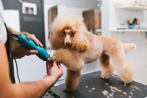 Goldendoodle puppy looks like "angry 30 year old poodle" after grooming job Dog Body Language, Dog Grooming Tips, Sassy Cat, Grooming Salon, Goldendoodle Puppy, American Kennel Club, Canine Companions, Love Pet, Goldendoodle