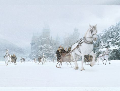 [Wizarding World] The Differences Between A Muggle Christmas and A Wizarding Christmas Harry Potter Winter, Hogwarts Christmas, Slytherin And Hufflepuff, Harry Potter Pin, Newt Scamander, Harry Potter Gif, Hogwarts Aesthetic, Harry Potter Christmas, Lord Voldemort