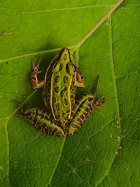 Northern Leopard Frog, Pfp Frog, Frog Art Aesthetic, Frog Pose Yoga, Frog Photography, Frog Pfp, Frog Nails, Frog Photo, Leopard Frog