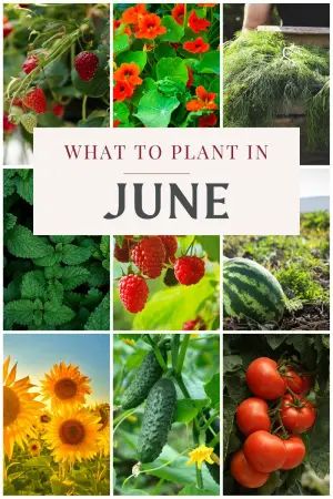 What To Plant In June, Gardening Knowledge, Planting Peonies, Vegetable Garden Tips, Succession Planting, Berry Plants, Garden Veggies, Large Garden, Bountiful Harvest