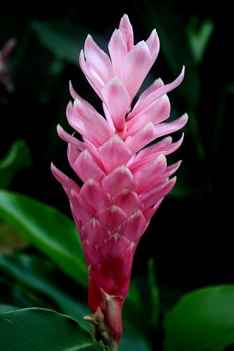 Colombian Flower (Cali Colombia)  flor colombiana Grow Ginger Indoors, Growing Ginger Indoors, Tropical Garden Plants, Room Moodboard, Gardener Aesthetic, Red Ginger, Ginger Flower, Flowers Gardening, Cali Colombia