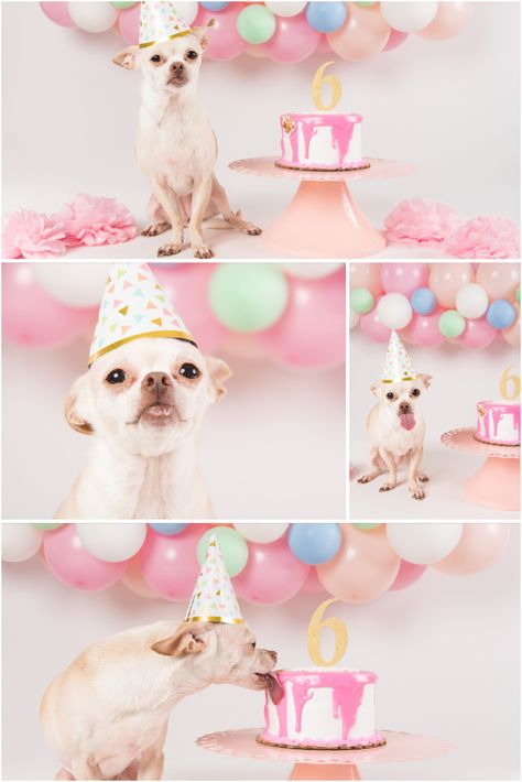 Dog Birthday Photo Shoot | Pet Charm Photography | Fawn Chihuahua Dog Birthday Cake Photoshoot, Dog Party Photoshoot, Dog Birthday Ideas Pictures, Dog Birthday Party Photo Shoot, Chihuahua Birthday Party, Senior Dog Birthday Photoshoot, Puppy 1st Birthday Photo Shoot, Dog 1st Birthday Pictures, Party For My Dog