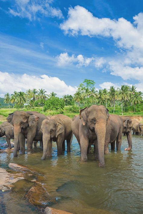 Travel Sri Lanka: 30 Photos That Will Make You Pack Your Bags And Go - Lifestyle & Travel Blog Travel And Tourism Aesthetic, Sir Lanka Travel, Sri Lanka Tourism, Sri Lanka Elephants, Khoa Sok National Park, Yala National Park Sri Lanka, Family Travel Aesthetic, Sri Lanka Travel Photography, Travel Life Aesthetic