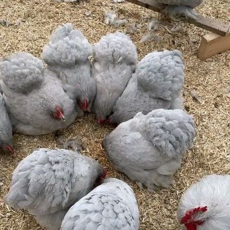 Pretty Chickens, Fluffy Chickens, Chicken Aesthetic, Pet Chicken, Regnul Animal, Fancy Chickens, Backyard Chicken Farming, نباتات منزلية, House Farm