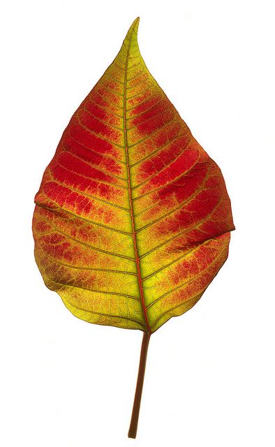 Image Of Leaf, Beautiful Leaf Photography, Autumn Leaf Photography, Close Up Leaf Photography, Poinsettia Leaves, Leaf Photo, Autumn Leaves Art, Leaf Photography, Leaf Images