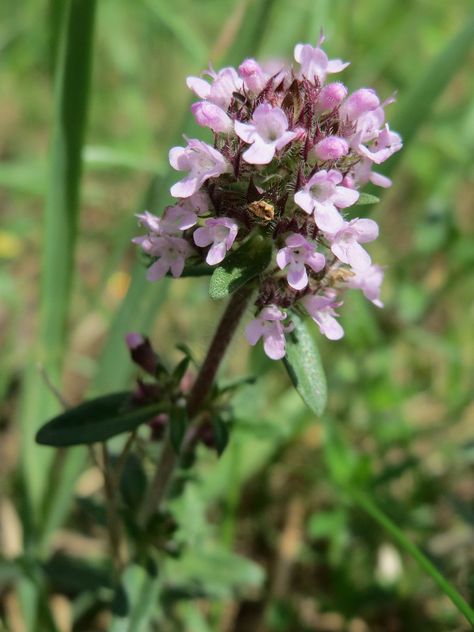 Folk Remedies, Thymus Serpyllum, Garden Renovation, Plants