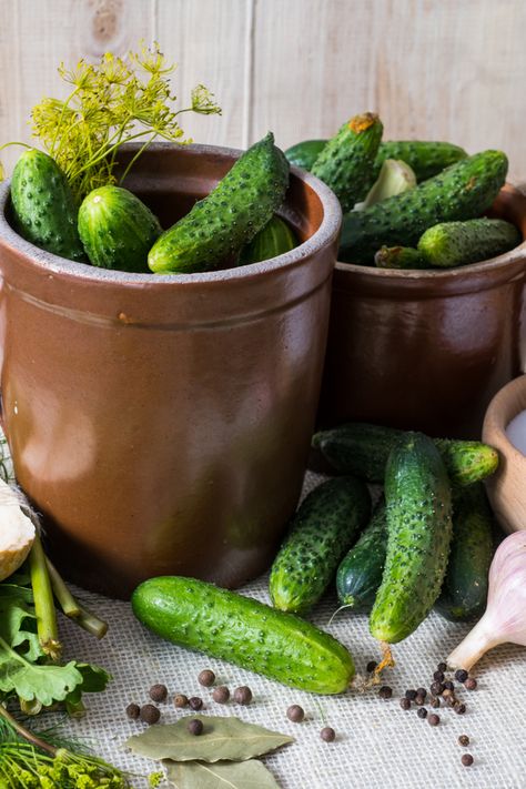 How To Make Old Fashioned Dill Pickles In A Crock! No Canning Required Dill Pickles In A Crock, Crock Dill Pickles Recipe, Crock Pickles Recipes, Salt Pickles Old Fashion, How To Make Dill Pickles, Dill Pickle Brine Recipe, Crock Pickles, Salt Pickles, Pickle Peppers