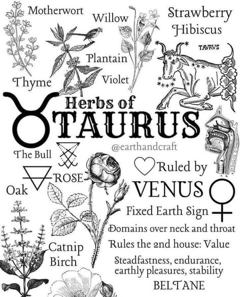 Zodiac Scents, Taurus Meaning, Dainty Tats, Taurus Szn, Taurus Vibes, Taurus Things, Taurus Art, Earth Craft, Charmed Book Of Shadows