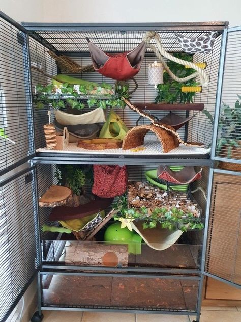 Naturalistic Rat Cage, Bioactive Rat Cage, Natural Rat Cage, Aesthetic Rat Cage, Cute Ferret Cage Ideas, Rat Cage Ideas Diy, Diy Ferret Stuff, Rat Cage Setup, Rat Enclosure