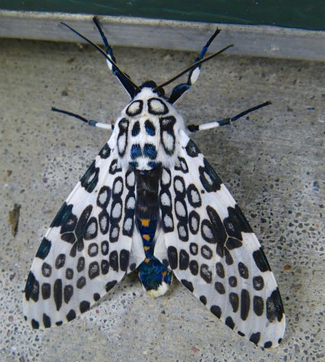 Giant Leopard Moth - Hypercompe scribonia Giant Leopard Moth Tattoo, Giant Leopard Moth, Giant Moth, Leopard Moth, Colorful Moths, Cool Insects, Moth Art, Cool Bugs, Moth Tattoo