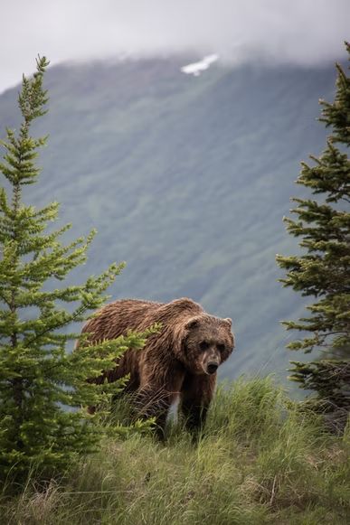 brown bear on green tree during daytime photo – Free Grey Image on Unsplash Bear Species, Alaska Wildlife, Alaska Vacation, Bear Images, Dangerous Animals, Bear Photos, Bear Pictures, Wildlife Conservation, Gentle Giant