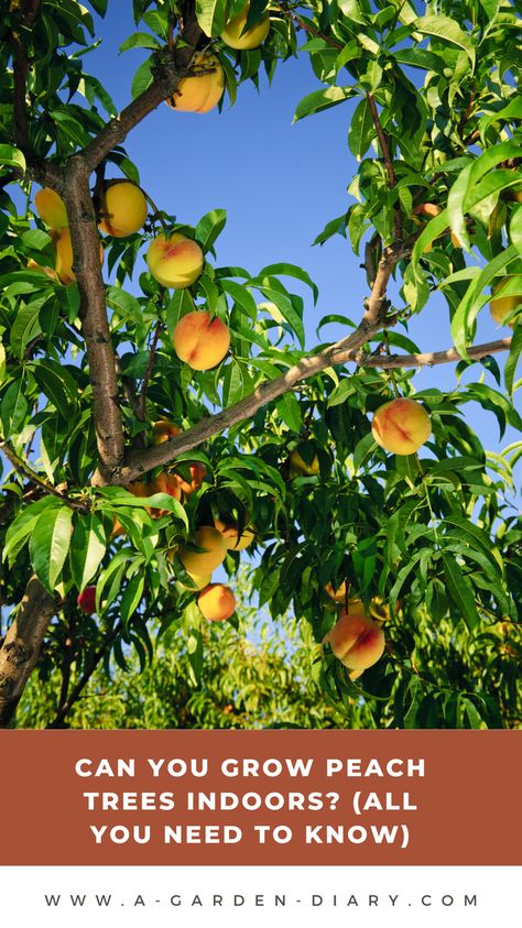 Curious about growing peach trees indoors? It's not only possible but can be incredibly rewarding! Indoor peach trees require proper lighting, watering, and care, but the result is fresh peaches from the comfort of your home. Discover the essential tips for choosing the right peach tree variety and creating the ideal indoor environment. With the right approach, your indoor peach tree will thrive and provide delicious, homegrown peaches year-round. Growing Peach Trees, Trees Indoors, Dry Branch, Juicy Peach, Garden Diary, Peach Tree, Fresh Peaches, Big Yard, Tiny Plants