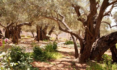 The Garden of Olives - Gethsemane - iTravelJerusalem Total Depravity, The Garden Of Gethsemane, Christ Consciousness, Biblical Archaeology, Biblical History, Garden Of Gethsemane, God's Eye, Mount Of Olives, Jesus Praying