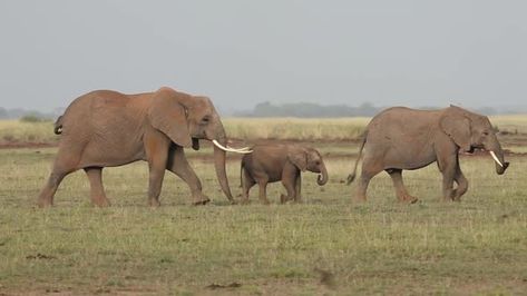 Elephants Walking in Line Elephants Walking In A Line, Watercolor Elephants, Indian Truck, Three Elephants, Elephant Walking, Mother Elephant, Mom And Baby Elephant, African Plains, Elephant Face