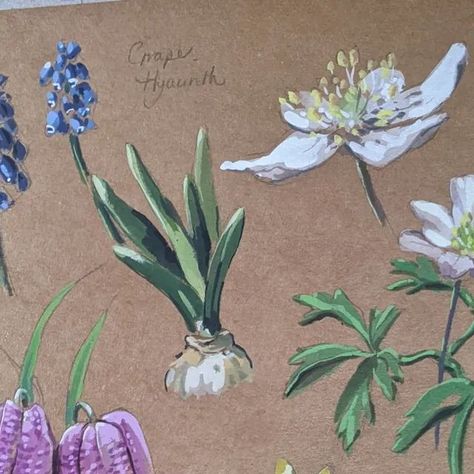 Angelina Berry on Instagram: "More Spring flower sketches in gouache...these will hopefully find their way onto some new items soon..#springflowers #wildflowers #springbulbs #springiscoming #newlife #seasons #flowerpainting #flowersofinstagram #plants #plantstudy #floraandfauna #blooming #illustration #natureartist #naturejournal #naturalhistory #botany #botanical #horticulture #gardening #norfolkartist #paintings #natureillustration #gouache #gouacheartist #sketchbook #bulbs" Gouache Plants Paintings, Gouache Botanical, Blooming Illustration, Nature Sketchbook, Plant Study, Woodland Art, Nature Artists, Artwork Ideas, Gouache Art