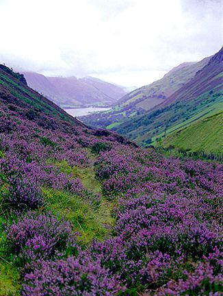 Breathtaking Scottish Highlands - I want to go back when the heather is blooming. It was stunning with the rust color of the peat in October. Landscape Flowers, Photography Flowers, England And Scotland, Scotland Travel, Scottish Highlands, Pretty Places, Flowers Photography, Dream Vacations, Beautiful World