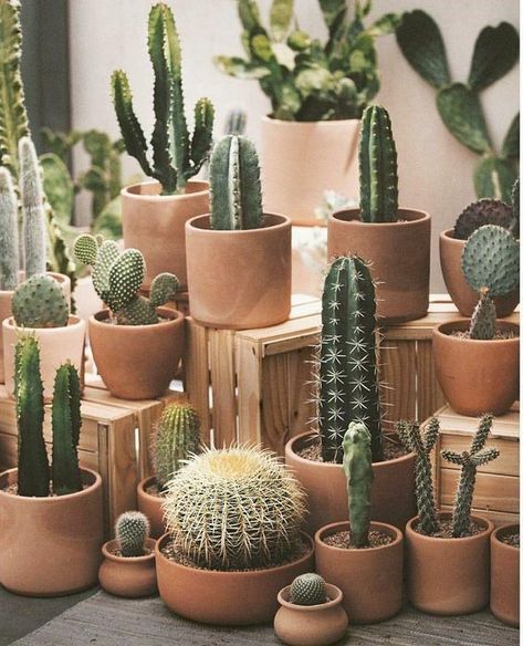 Hottest Free Garden Pots terracotta Suggestions There are almost numerous systems for planting garden pots and urns as there are garden pots and urn Kaktus Dan Sukulen, Types Of Cactus, Indoor Cactus, نباتات منزلية, Cactus Pot, Garden Types, Cactus Decor, Cactus Garden, Cactus Succulents