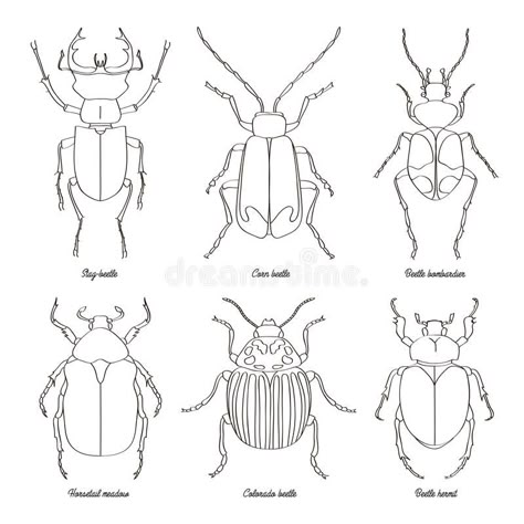 Image result for hermit beetle outline Beetle Outline Drawing, Bug Outline Drawing, Easy Beetle Drawing, Fine Line Beetle Tattoo, Bettle Bug Drawings, Insect Templates Free Printable, Beetle Line Drawing, Bug Drawing Insects, Beetle Drawing Simple