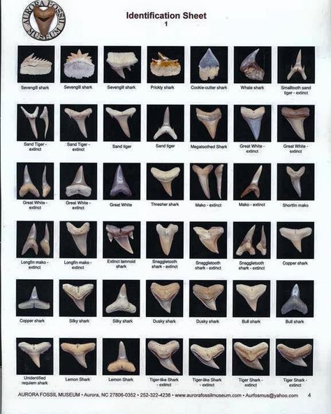 Shark Teeth Identification Shark Tooth Identification, Different Types Of Shark Teeth, Different Shark Teeth, Shark Teeth Identification, What To Do With Shark Teeth, Shark Tooth Crafts, Shark Tooth Art, Shark Teeth Art, Shark Tooth Hunting