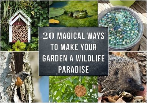 20 Magical Ways To Make Your Garden A Wildlife Paradise Nature, Wild Life, Plants That Attract Butterflies, Habitat Garden, Wildlife Gardening, Pollinator Garden, Wildlife Habitat, Magical Garden, Nature Garden