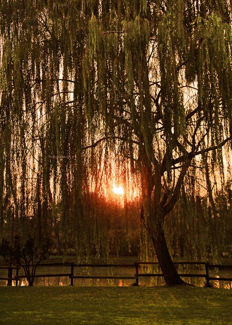 Willow trees at Sunset in Campodarsego, Veneto_ Italy Willow Tree Sunset, Willow Trees Aesthetic, Weeping Willow Tree Aesthetic, Willow Tree Aesthetic, Willow Tree Lights, Willow Tree Wallpaper, Willow Aesthetic, Tree Branch Light, Willow Tree Branch