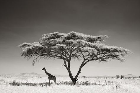 Andy Biggs shot this striking image of a giraffe under an acacia tree on the Serengeti Plains in Tanzania, Africa, in 2007. Giraffe Photography, Wildlife Photography Tips, Africa Tattoos, African Tree, Serengeti National Park, Acacia Tree, Afrikaanse Kunst, A Giraffe, Wildlife Photos