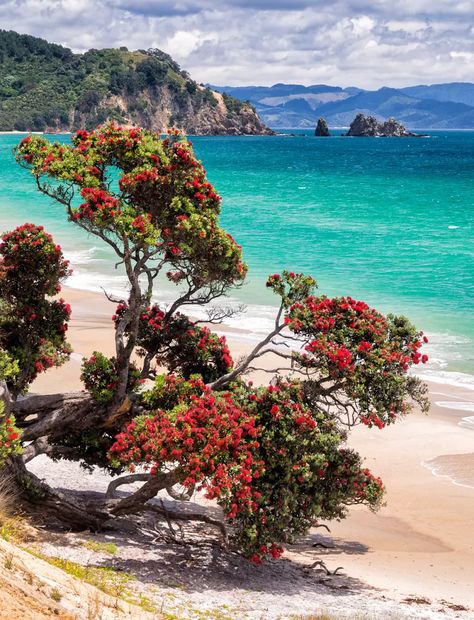 A Pohutukawa tree in full bloom - the sign of Christmas in NZ : Pohutukawa Tattoo, Phomemo Ideas, Nz Christmas, Pohutukawa Tree, Nz Landscape, Colourful Trees, Whimsical Wallpaper, New Zealand Christmas, New Zealand Beach