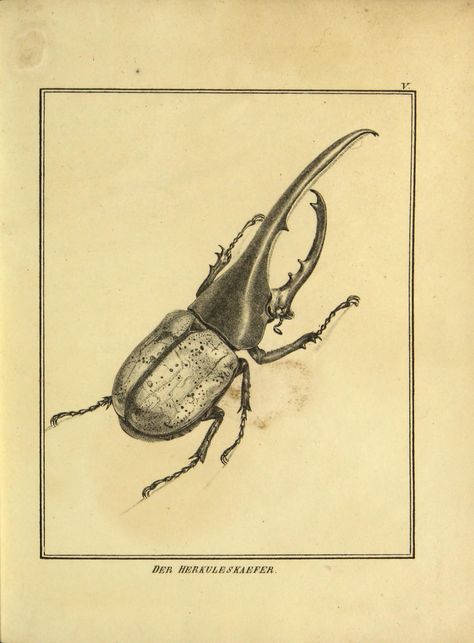 Beetle Drawing, Bugs Drawing, Beetle Illustration, Rhino Beetle, Hercules Beetle, Beetle Tattoo, Bug Tattoo, Art Alevel, Stag Beetle