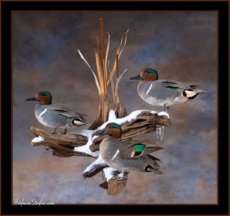 Green-winged Teal Taxidermy Mounts By Birdman Studios Green Wing Teal Mount, Duck Mounts Taxidermy, Green Wing Teal, Taxidermy Duck, Duck Mounts, European Mounts, Deer Hunting Decor, Waterfowl Taxidermy, Duck Mount