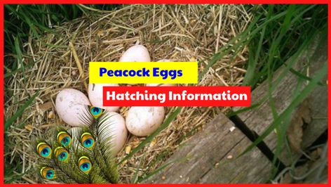 Guinea Fowl Coop, Peacock Eggs, Egg Hatching, Darkest Black Color, Tropical Africa, Dark Grey Background, Guinea Fowl, Keeping Chickens, Colorful Bird