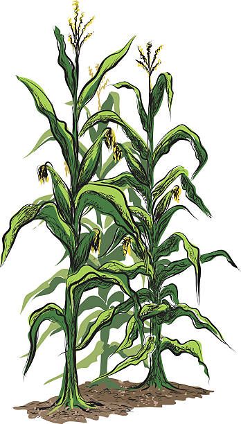 Sketch Notes Doodles, Corn Drawing, Corn Painting, Vegetable Coloring Pages, Fall Drawings, Corn Stalks, Corn Plant, Garden Drawing, Clipart Free