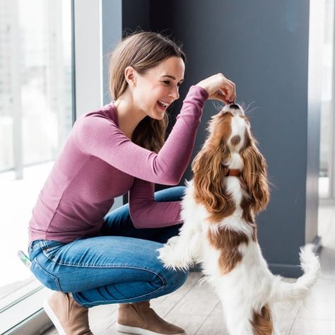 I'm A Dietitian — Here's Exactly What I Feed My Dog In A Day -by Maggie Michalczyk Raw Salmon, Probiotic Benefits, Dog Joints, Puppy Snuggles, Human Nutrition, Happy Guy, Custom Recipe, Like A Cat, Strawberry Recipes