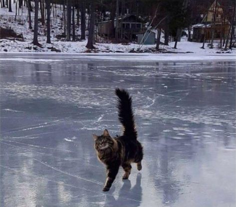 Frozen Lake Aesthetic, Cats In Snow, Cats In Nature, Cats In Winter, Cat In Snow, Lake Animals, Winter Lake, Cat Pose, Frozen Lake