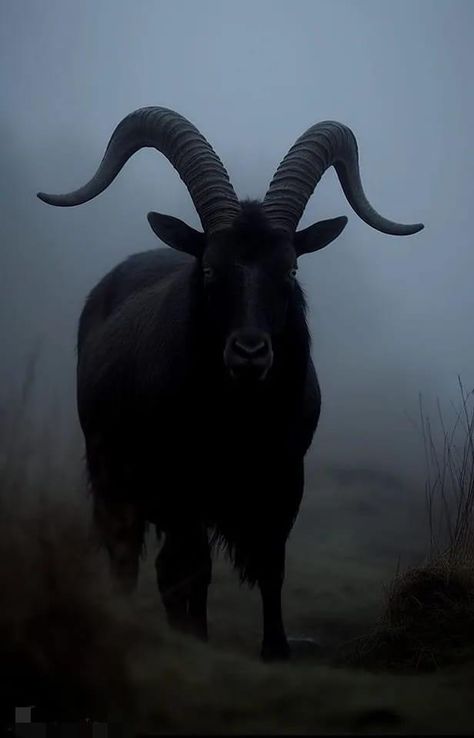 Black Goat Reference, Goat Skull Aesthetic, Goat Horns Aesthetic, Black Pygmy Goat, Dark Sheep Aesthetic, Black Goat Aesthetic, Goat Aesthetic Dark, Ox Aesthetic, Goat Fantasy Art