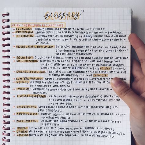 𝓅𝓇𝒾𝓈𝒾𝓁𝒶𝓉𝒽𝑒𝓈𝓁𝑜𝓉𝒽 ✨ College Notes, Bullet Journal Notes, School Organization Notes, Study Organization, Notes Organization, Pretty Notes, Notes Inspiration, School Study Tips, A Notebook