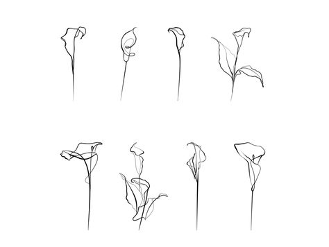 Calla lilies. by Elena Nikol Calla Lily Spine Tattoo, Calla Lily Line Art, Calla Lily Tattoo Simple, Calla Flower Tattoo, Cala Lillies Tattoo, Calla Lilies Tattoo, Calalilly Tattoo Calla Lily, Calla Lily Illustration, Peace Lily Tattoo