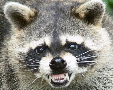 angry raccoon Incredible Creatures, Trash Panda, Diana Gabaldon, Animal Control, Racoon, Wildlife Animals, Dog Show, Woodland Creatures, Outlander