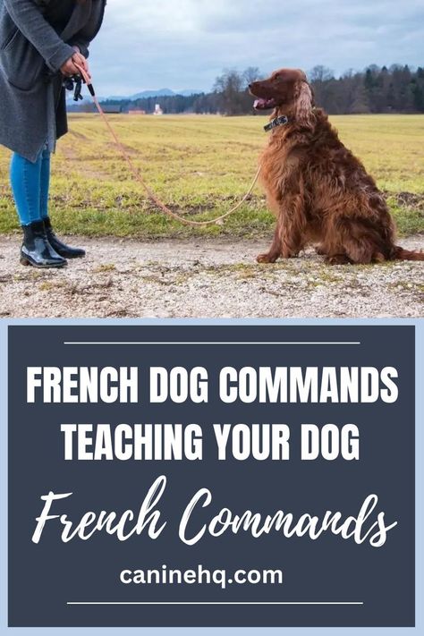 french dog commands Dog Commands In French, French Dog Commands, Dog Commands Training, French Dog, Dog Bread, Dog Commands, French Dogs, Basic Dog Training, Dog Potty Training