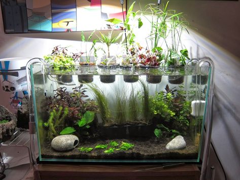 ruuuey's 17G riparium - The Planted Tank Forum Semi Aquatic Plants, Riparium Diy, 10 Gallon Tank Ideas, Aquarium Hydroponics, Best Fish For Aquaponics, Indoor Aquaponics, Aquarium Garden, Fish Tank Terrarium, Cool Fish Tanks