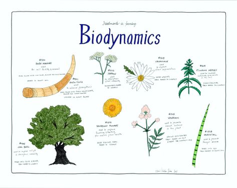 Biodynamics #wine #wineeducation #winetasting #biodynamics Biodynamic Gardening, Wine Chart, Wine Education, Farm Logo, Wine Wedding, Green Witch, Education Poster, Mixology, Permaculture