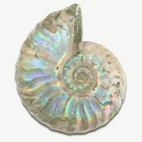 Opalized Ammonite, Black Pinterest, Blue Morpho Butterfly, Morpho Butterfly, Blue Morpho, Smithsonian Institution, Spring Jewelry, Rocks And Gems, Nautilus