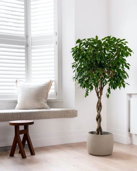 Big Plant Indoor, Real Indoor Plants, Small Tree In Pot, Weeping Fig Tree Indoor, House Trees Indoor, Large House Plants Indoor, Ficus Tree Indoor, Weeping Fig Tree, Weeping Fig