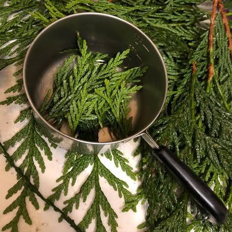 Foraged Winter Cedar Tea – Inner Journey Events Blog Cedar Tea Recipe, Pine Recipes, December Tea, Winter Foraging, Forest Recipes, Medicinal Wild Plants, Pine Needle Tea, Wild Food Foraging, Tea Herbs