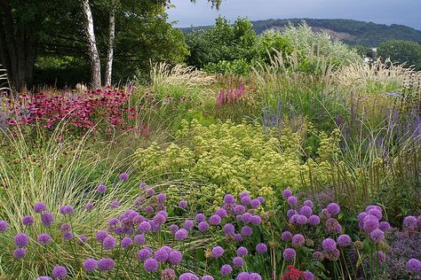 Piet Oudolf - Bonn - Allium & Echinacea Oudolf Piet, Prairie Planting, Dutch Gardens, Piet Oudolf, Prairie Garden, Meadow Garden, Modern Garden Design, Grasses Garden, Garden Images